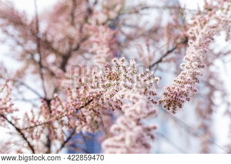 Soft Blooming Of Tamarisk Plant With Pink Flowers