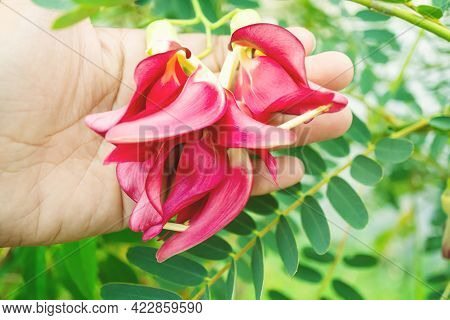 The Red Agasta Flower Was On The Hand Of A Gardener. Red Agasta Flowers Are Ready To Be Cooked. Fres