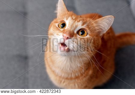A Ginger Cat With Large Round Eyes Shows Its Teeth. The Cat Looks Attentively And Warily.