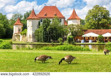 Ducks Walk In Green Park Meadow By Old Blutenburg Castle, Munich, Bavaria, Germany. It Is Tourist At