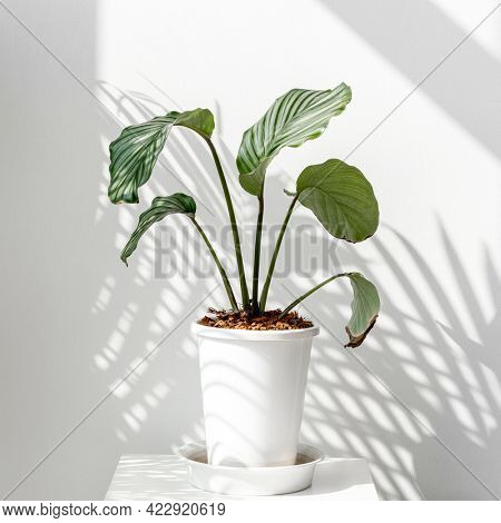 Calathea Orbifolia by a white wall