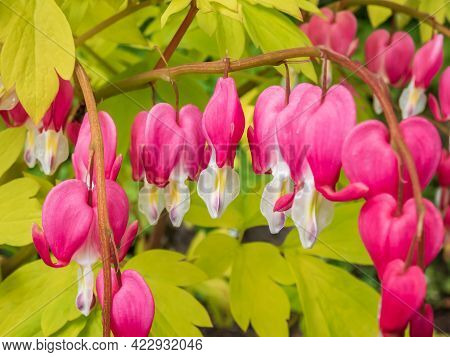 Blooms Of The Bleeding Heart Plant Cultivar (dicentra Spectabilis) 'gold Hearts'. Brilliant Gold Lea
