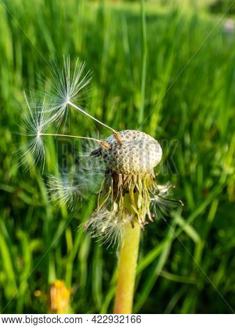Macro Shot Of Two Lonely Seeds Left On Dandelion (lion's Tooth) Flower Head In The Meadow With Green