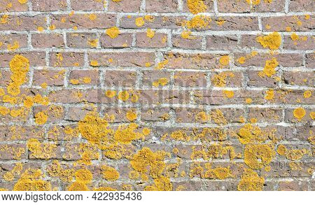 Old Brick Wall With Yellow Algea On It
