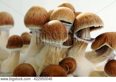 Psychedelic Psilocybin  Mushrooms Golden Teacher On Mycelium Block, Close-up. Psilocybe Cubensis Raw