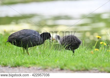 Adult And Young Coot In Lake Park