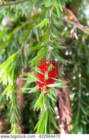 Bottle Brush Red Flower Tree, (callistemon Speciosus)