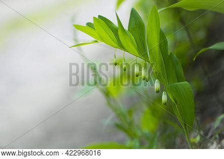 Polygonatum Odoratum, Polygonatum Officinale, White Forest Flowers In Bloom, Springtime Wild Floweri