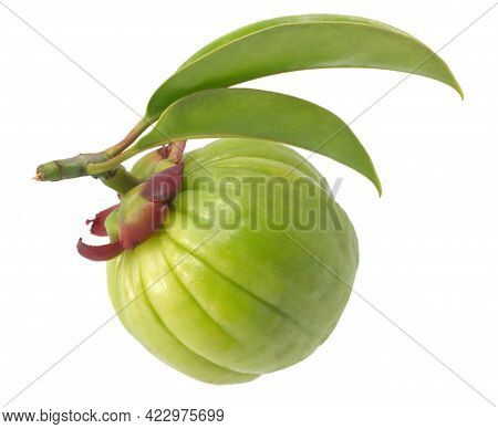 Garcinia Atroviridis Fruit Isolated On White Background
