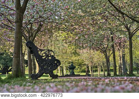 Beautiful Closeup Spring View Of Single Bench Beside Path And Delicate Pink Cherry (prunus Shogetsu 