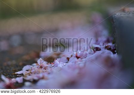 Beautiful Closeup Blurry View Of Delicate Spring Pink Cherry (prunus Shogetsu Oku Miyako) Fallen Blo