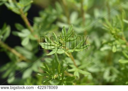 Shrubby Cinquefoil Goldfinger Leaves - Latin Name - Potentilla Fruticosa Goldfinger