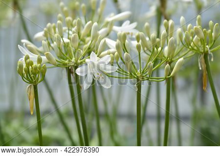 African Lily Amourette White Flowers - Latin Name - Agapanthus Amourette White