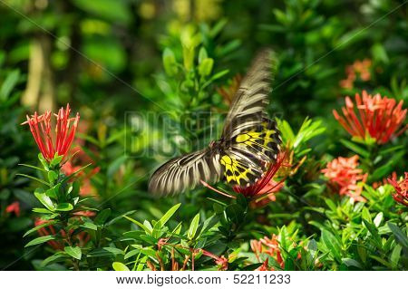 Butterfly