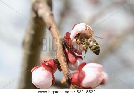 Honey Bee Collecting Nectar From An Apple Blossom