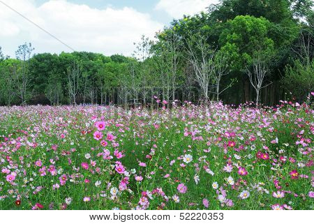 Floweris Blooming In Century Park