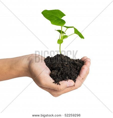 Hand Holding A Tree For Giving Life To The Earth Isolated Over White Background