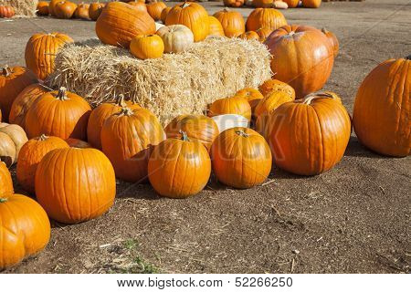 Fresh Orange Pumpkins and Hay in a Rustic Outdoor Fall Setting. 