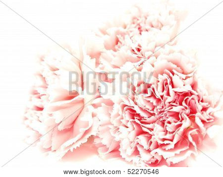 Bright pink carnations