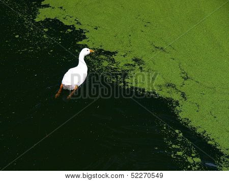 Duck and triangled pond