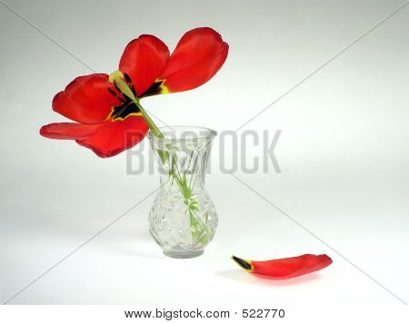 Tulpe
