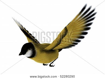 Flying Goldfinch