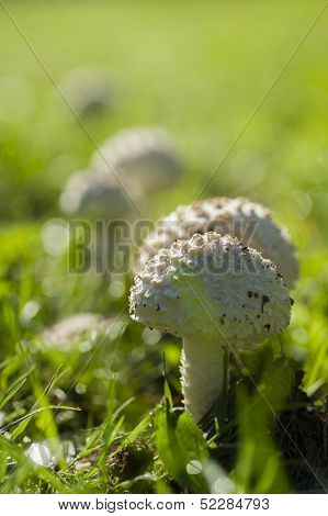 Amanita Vittadinii Mushroom