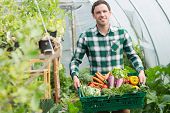 Proud man presenting vegetables in a basket standing greenhouse