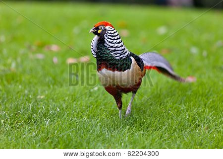 Golden Pheasant Or Chinese Pheasant