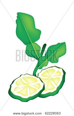 Sliced Kaffir Lime Fruit On White Background