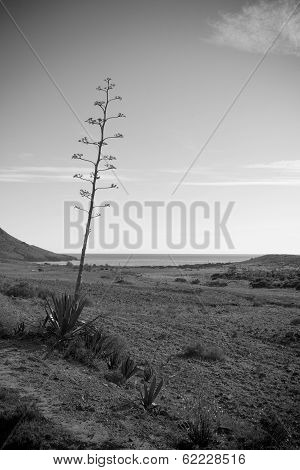 Cabo De Gata