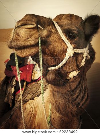 Johnie the Camel in The Thar Desert, Rajasthan, India