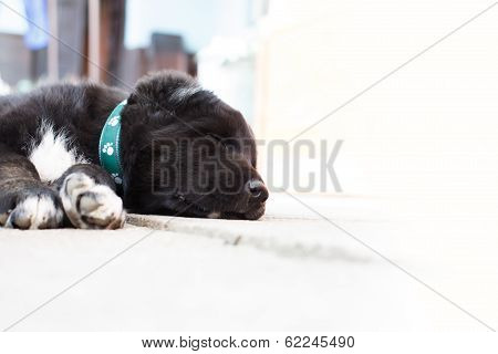 Cute Sleeping Young Dog Laying On The Ground.