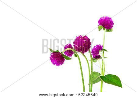 Globe Amaranth On White Background