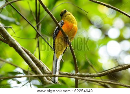 Male Orange-breasted Trogon (harpactes Oreskios)