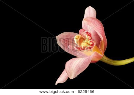 Rózsaszín orchidea 3