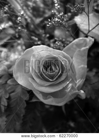 Rose In Black And White