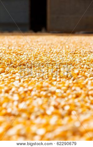 corn seed background