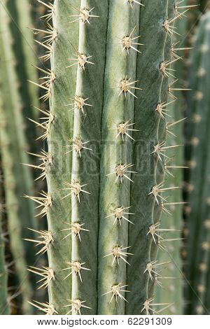 close up of cactus