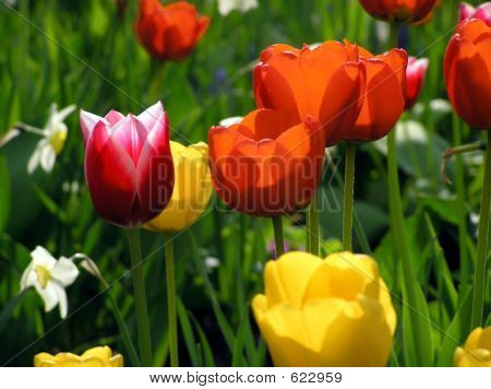 Bunte Feder