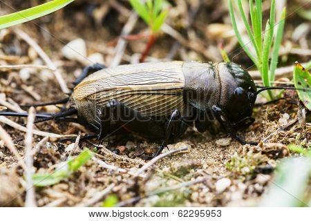 Field Cricket