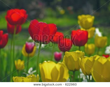 Die Tulpen-Sitzung