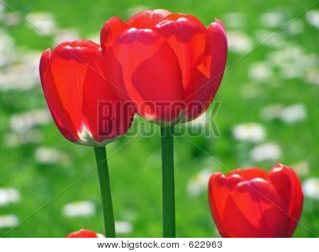 Tulpen In engen Beziehungen
