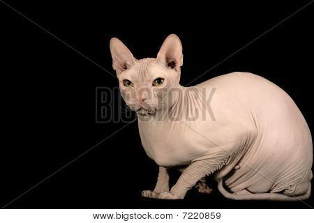 Don Sphinx