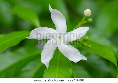Arabian Jasmine, Sampaguita Jasmine