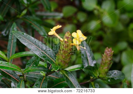 Hop Headed Barleria , Herbal Treatment For Snake And Insects Bite