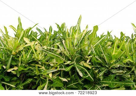 gorgeous Croton (Codiaeum variegatum)