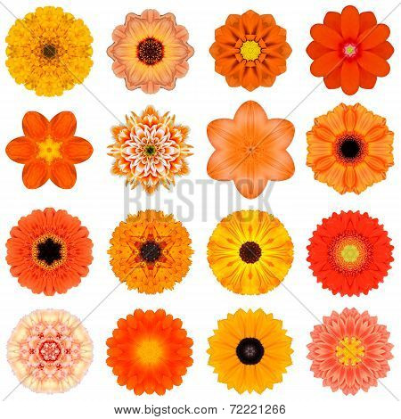 Collection Various Orange Concentric Flowers Isolated On White