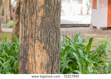 Lythraceae  Tree