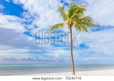 Coconut tree